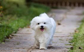 The current median price for all malteses sold is $1,797.00. Maltese Dog Breed Information Characteristics Daily Paws