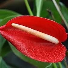 Flowers of india is aimed at having information about all the flowers found in india, with their common names, especially in indian languages, pictures and habitat, easily available in one place. 19 Flowers And Their Meanings Ideas Different Types Of Flowers Flowers Types Of Flowers