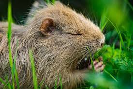 Geo Leserfoto Nutria Tiere Seltene Tiere Tiere Des Waldes