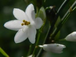 Image result for Chlorophytum galpinii