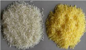 But from the onset, the study was filled with controversy. Golden Rice Right And Normal Rice The Yellow Colour Is The Download Scientific Diagram