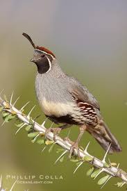 Birds Of Southern Arizona Gambel S Quail Photo Desert Animals Colorful Birds Bird
