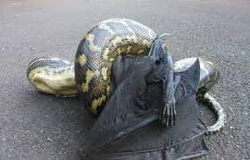 Aceștia își practică religia în secret, părinții. Cel Mai Periculos Loc Din Lume Vezi Unde Bestiile Sangeroase Se Simt Ca La Ele AcasÄƒ È™i AmeninÅ£Äƒ ViaÅ£a Oamenilor Animal Zoo