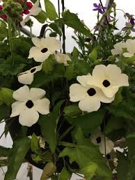 Image result for Thunbergia vogeliana