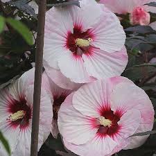 Image result for Hibiscus subreniformis