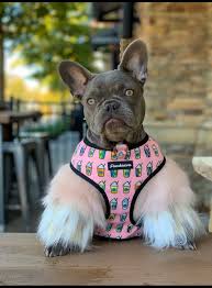 The size of the frenchie is about 6 cm / 2.36 inches. Rare Colors In French Bulldogs
