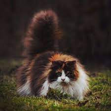 norvezhskaya lesnaya koshka osobennosti porody foto ceny