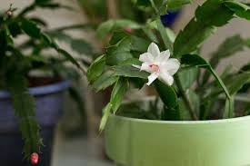 The most common christmas cactus problems that you might encounter when taking care of a christmas cactus is that it will often drop. How Often Should I Water My Christmas Cactus Hunker Christmas Cactus Christmas Cactus Plant Christmas Cactus Care