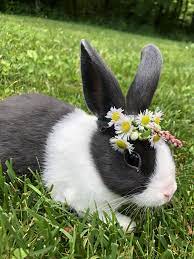 Adorable Baby Blue Dutch Animals Cute Babies Adorable