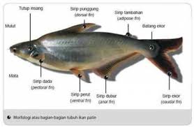 Check spelling or type a new query. Artikel Ikan Patin Segalanya Kamu Harus Tahu Tentang Patin