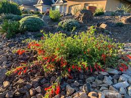 Image result for Ormocarpum zambesianum