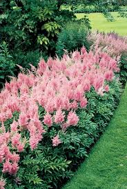 Gartenblumen Prachtspiere Sommer Garten Ideen Gartenpflanzen Schattenpflanzen Garten Vorgarten Bepflanzen Garten Pflanzen