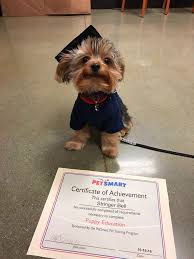 Yorkshire Terrier Completed Puppy Education Yorkshireterrier Yorkshire Terrier Spoiled Dogs Yorkie Dogs