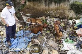 Ivano colombo february 24, 2021 no comments. Man Gets Mauled To Death By Starving Dogs At His Deceased Mother S Home