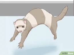We did not find results for: 3 Ways To Understand Ferret Body Language Wikihow Pet