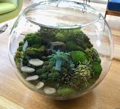 Established Moss Bonsai Terrarium Garden Live Garden Art Japanese Style Easy Care Garden Living Succulent Garden Diy Garden Terrarium
