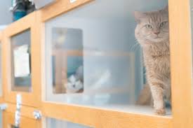 We did not find results for: Best Friends Pet Hotel Best Friends Pet Care