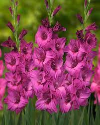 Gladiolus Thalia Pheasant Acre Plants Uk Gladiolus Gladiolus Flower Pink Perennials