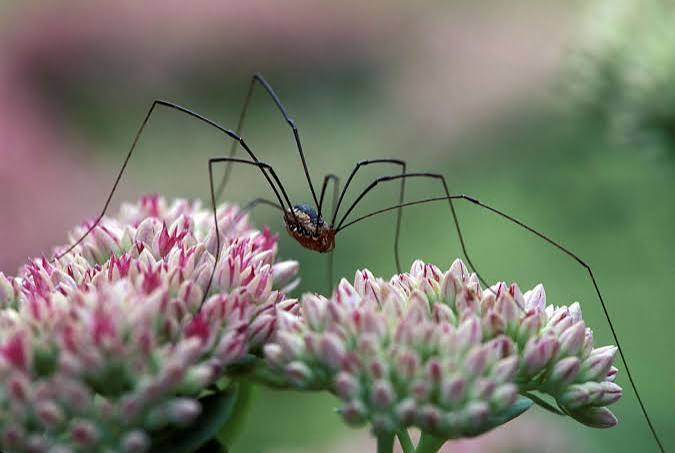 Is the Daddy Longlegs Dangerous to Humans?