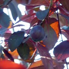 Its estimated monthly revenue is $ 1,477.80. Ornamental Tree Has Fruit Is Fruit From Ornamental Trees Good To Eat