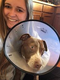 Help for dog's tail amputation surgery