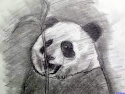 How To Draw A Realistic Panda Draw Real Panda Step By Step Drawings Bear Drawing Easy Drawings