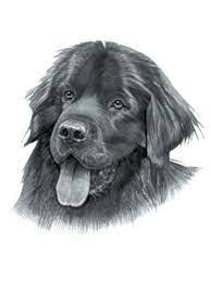 Newfoundland Dog | Newfoundland Dog, Dog Anatomy, Dog Drawing