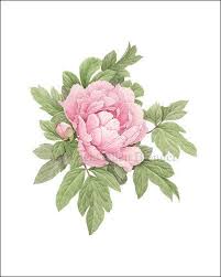 Pin On Peony Prints