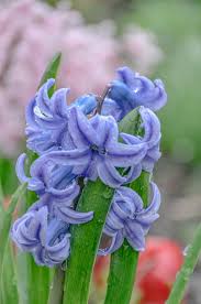 Team hy came up with the idea of widening and extending the family wanna pick the color for me? Hyacinth Flowers Featured Content Lovingly