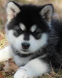 Formally used as a sled dog, the alaskan malamute is a large working dog with beautiful coloring and a strong build. Giant Alaskan Malamute Puppies Big Dog Breed Giant Alaskan Malamute Puppies Giant Alaskan Malamute Alaskan Malamute Puppies