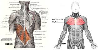 These structures work together to support the body, enable a range of movements, and send messages from the brain to. The Muscles Of The Chest And Upper Back Anatomy Medicine Com