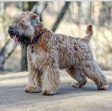 Wheatens typically have one of two coat types: Wheaten Terrier Puppies For Sale Adoptapet Com