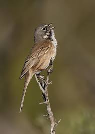 Birds Of The Southwest United States Artemisiospiza Belli Cwirek Sage Sparrow Sparrow Bird Photography Sparrow Bird
