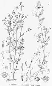 Image result for Enydra