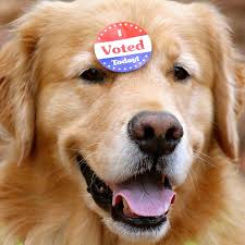 Democracy Is Beautiful In 2020 Golden Retriever Dog Show Dog Training