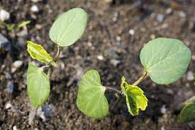 Different varieties of soybeans have different maturity rates. How To Grow Okra