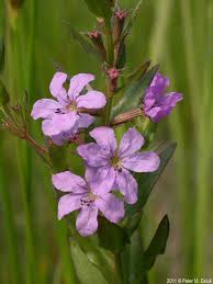 Image result for Lythrum