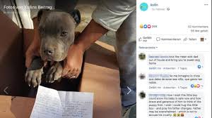 Finde jetzt schnell die besten angebote für kleine hunde suchen ein zuhause auf focus online kleinanzeigen. Vater Misshandelt Hund Junge Bringt Den Welpen Ins Tierheim Stern De