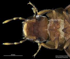 Image result for Macrotyloma densiflorum