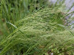 Image result for Agrostis taylorii
