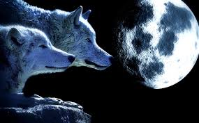 Image result for wolf wallpaper