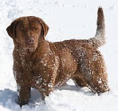 Serving well as a family dog or a dog used purely for hunting and sport, this tough and strong retriever is one of the most accomplished breeds for duck hunters. Chesapeake Bay Retriever Breeder On Qualitydogs Com Chesapeake Bay Retriever Chesapeake Bay Retriever Puppy Retriever