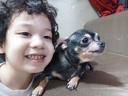 It's my 14th birthday today! ✨♥️🥹 #seniordog #spankythechihuahua