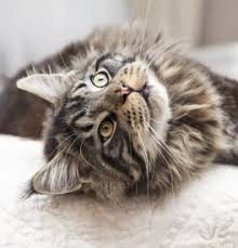*all bc spca cat adoptions include a microchip and lifetime registration with the bc pet registry. Maine Coon Kittens For Sale Adoptapet Com