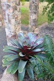 Image result for Alcantarea