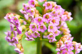 Check spelling or type a new query. 13 Different Types Of Bergenia Flowers Home Stratosphere