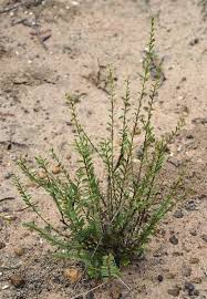 Image result for Phyllanthus glaucophyllus