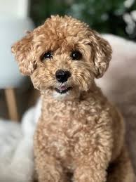 Das bin ich und ich heiße Shilo und bin 5 Jahre Alt 🥰