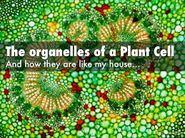 While both plant and animal cells have a cell membrane, onl\൹ plants have a cell wall. Plant Cell By Isabelle Sullivan