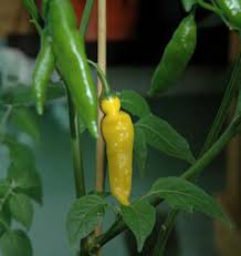Image result for Capsicum baccatum
